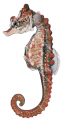 Shorthead Seahorse,Hippocampus breviceps,High quality illustration by Roger Swainston