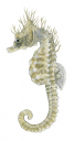 Pale green colour Shorthead Seahorse,Hippocampus breviceps,High quality illustration by Roger Swainston