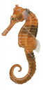 Spotted Seahorse,Hippocampus kuda,High quality illustration by Roger Swainston