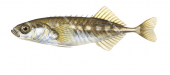 Epinochette,Pungitius pungitius.Scientific fish illustration by Roger Swainston