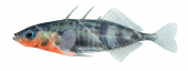 Side view of the Epinoche,Gasterosteus aculeatus.Scientific fish illustration by Roger Swainston