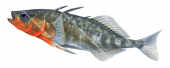 Swimming Epinoche,Gasterosteus aculeatus.Scientific fish illustration by Roger Swainston
