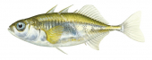 Yellow colour Epinoche,Gasterosteus aculeatus.Scientific fish illustration by Roger Swainston