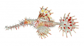 Ornate Ghostpipefish,Solenostomus paradoxus,High quality illustration by Roger Swainston