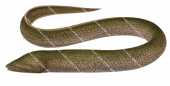 Onegill Eel,Ophisternon bengalense,High quality illustration by Roger Swainston
