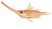 Longsnout Spikefish,Halimochirurgus centriscoides,High quality illustration by Roger Swainston