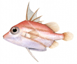 Shortsnout Spikefish,Triacanthodes ethiops,High quality illustration by Roger Swainston