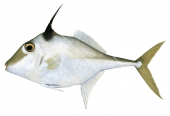 Silver Tripodfish,Triacanthus nieuhofi,High quality illustration by Roger Swainston