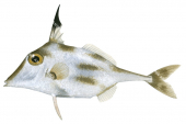 Blacktip Tripodfish,Trixiphichthys weberi,High quality illustration by Roger Swainston
