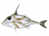 Blotched Tripodfish,Pseudotriacanthus strigilifer,High quality illustration by Roger Swainston