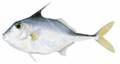 Shortnose Tripodfish,Triacanthus biaculeatus,High quality illustration by Roger Swainston