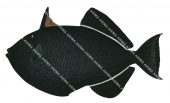 Black Triggerfish,Melichthys niger,High quality illustration by Roger Swainston
