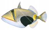 Blackpatch Triggerfish,Rhinecanthus verrucosus,High quality illustration by Roger Swainston