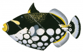 Clown Triggerfish,Balistoides conspicillum,High quality illustration by Roger Swainston