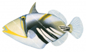 Hawaiian Triggerfish,Rhinecanthus aculeatus,High quality illustration by Roger Swainston