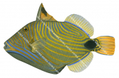 Orangestripe Triggerfish,Balistapus undulatus,High quality illustration by Roger Swainston