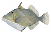 Pallid Triggerfish,Sufflamen bursa,High quality illustration by Roger Swainston