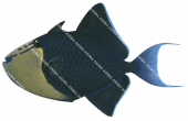 Redtooth Triggerfish,Odonus niger.Scientific fish illustration by Roger Swainston