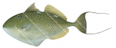 Starry Triggerfish,Abalistes stellatus,High quality illustration by Roger Swainston