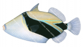 Wedgetail Triggerfish,Rhinecanthus rectangulus,High quality illustration by Roger Swainston