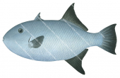 Whitespotted Triggerfish,Canthideris maculatus,High quality illustration by Roger Swainston