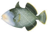 Yellowmargin Triggerfish,Pseudobalistes flavimarginatus,High quality illustration by Roger Swainston