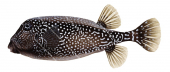 Black Boxfish,Ostracion meleagris,High quality illustration by Roger Swainston