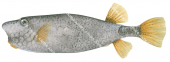 Horn-nose Boxfish,Rhynchostracion rhinorhynchos,High quality illustration by Roger Swainston