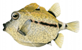 Spiny Boxfish,Capropygia unistriata