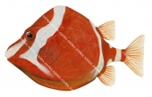 Male Whitebarred Boxfish,Anoplocapros lenticularis,High quality illustration by Roger Swainston