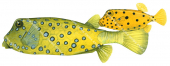 Adult and Juvenile Yellow Boxfish,Ostracion cubicus,High quality illustration by Roger Swainston