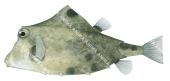 Humpback Turretfish,Tetrosomus gibbosus,High quality illustration by Roger Swainston