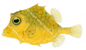 Juvenile Smallspine Turretfish,Tetrosomus concatenatus,High quality illustration by Roger Swainston