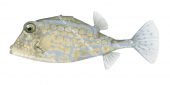 Smallspine Turretfish,Tetrosomus concatenatus,High quality illustration by Roger Swainston