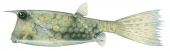 Longhorn Cowfish,Lactoria cornuta,High quality illustration by Roger Swainston