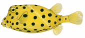 Juvenile Yellow Boxfish,Ostracion cubicus,High quality illustration by Roger Swainston
