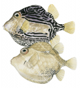 Male and Female Rigid Boxfish,Caprichthys gymnura,High quality illustration by Roger Swainston