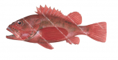 Deepwater Scorpionfish,Setarches guentheri,High quality illustration by Roger Swainston