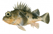 Thetis Fish,Neosebastes thetidis,High quality illustration by Roger Swainston