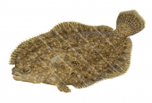 Swimming Smalltooth Flounder,Pseudorhombus jenynsii,High quality illustration by Roger Swainston