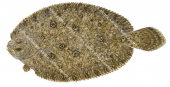 Smalltooth Flounder,Pseudorhombus jenynsii,High quality illustration by Roger Swainston 