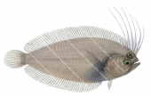 Yellow Largescale Flounder,Brachypleura novaezeelandiae