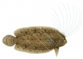 Cockatoo Flounder,Samaris cristatus,High quality illustration by Roger Swainston