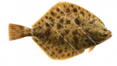European Flounder/Flet,Platichthys fletus.Scientific fish illustration by Roger Swainston