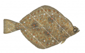 Plaice/Plie,Pleuronectes platessa.Scientific fish illustration by Roger Swainston