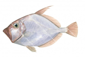 Silver Dory,Cyttus australis,High quality illustration by Roger Swainston_1