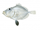 Little Dory,Cyttopsis cypho,High quality illustration by Roger Swainston