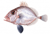 Rosy Dory,Cyttopsis rosea,High quality illustration by Roger Swainston