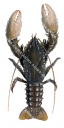 Murray River Crayfish,Euastacus armatus|High quality Illustration by R. Swainston