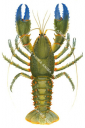 Spiny Crayfish,Euastacus spinifer|High quality Illustration by R. Swainston